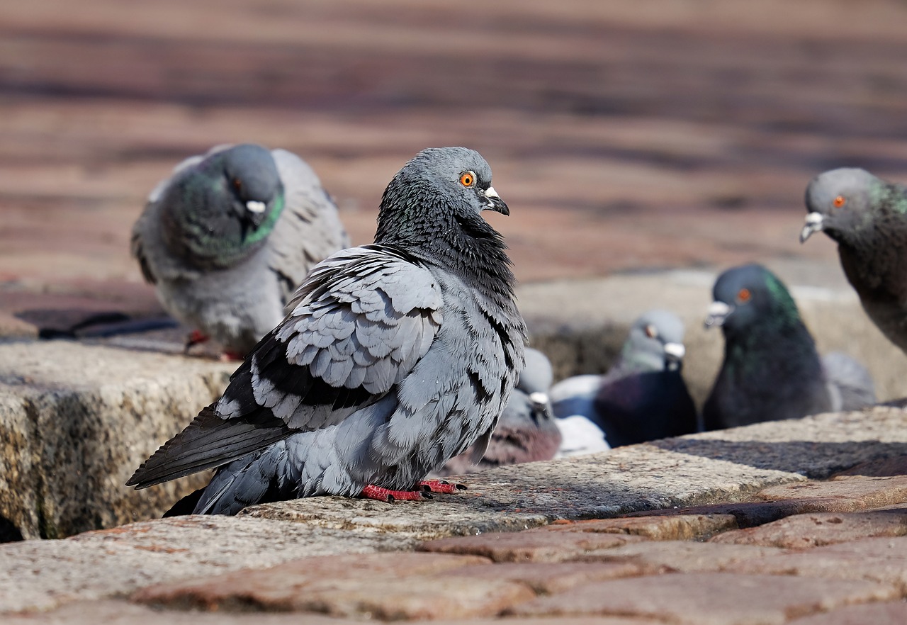 guano e pannelli fotovoltaici